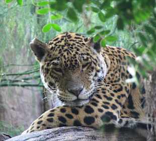 Leopard