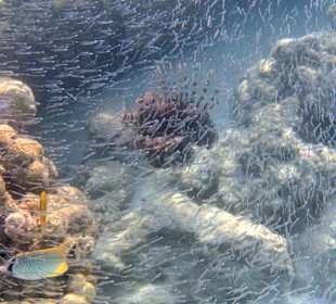 Schnorcheln Sahl Hasheesh