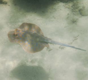 Schnorcheln Sahl Hasheesh