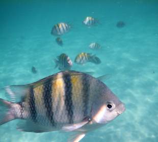 Marinarium-Ausflug (schnorcheln)