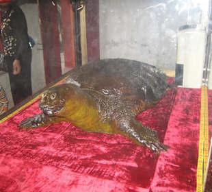 400 Jahre alte Schildkröte