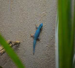 Gecko