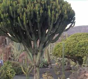 Jardín de Cactus