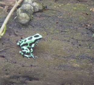 Frosch am Straßenrand