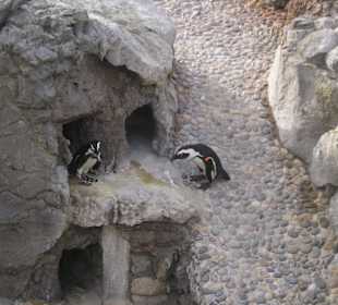 Zona de los pingüinos