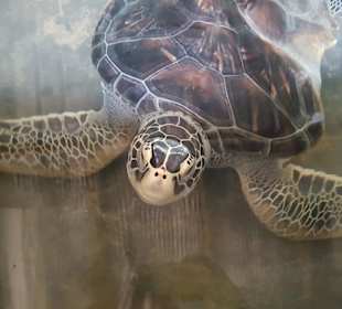 Diese hat einen defekten Panzer