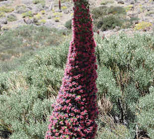 Im Teidekrater, Pflanze