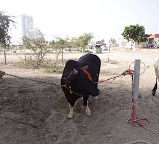 Vereinigte Arabische Emirate