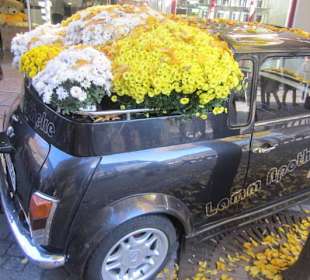 Chrysanthema Lahr