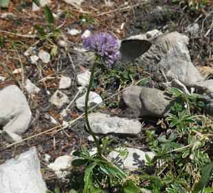 Wandereindrücke vom Nebelhorn
