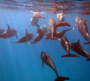 Alles in allem, um die 25 Delfine