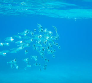 Schnorcheln Marsa Alam