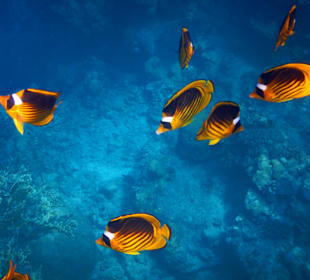 Schnorcheln Marsa Alam