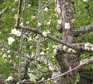 Wanderweg Firstwaldrunde