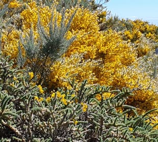 Wandern Los Cancajos