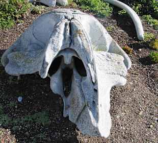 Pigeon Point Lighthouse