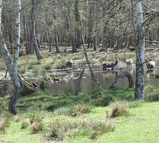 Wildpark Nationalpark
