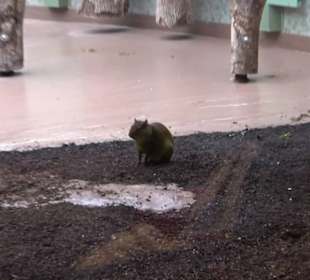 Tierpark Hellabrunn - Welt der Affen