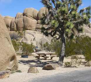 Joshua Tree