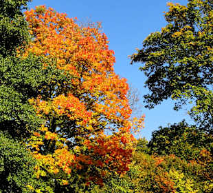 Die Schillerwiese in Herbststimmung 