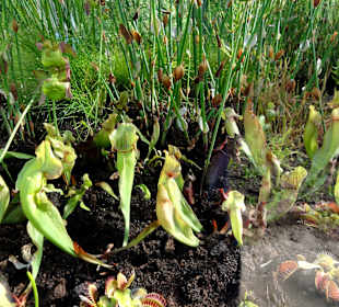 Fleischfressende Pflanzen