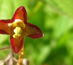 Frühling im Botanischen Garten