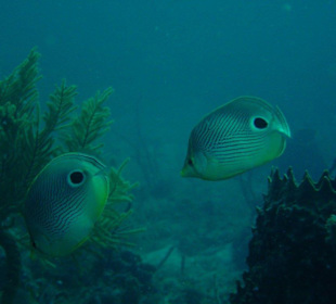 Tauchen in Boca Chica mit Caribbean Divers