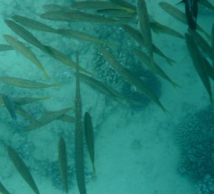 Riff vor Hotel Steigenberger Coraya Beach