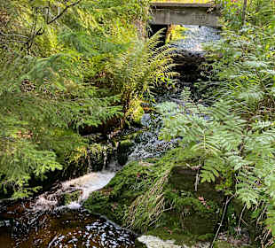 Dreisessel 