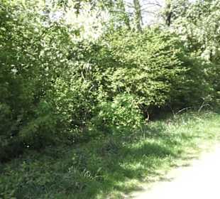 Wanderweg Hochgehwachsen