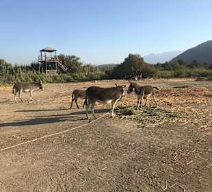 Inselrundfahrt Kreta