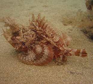 Tauchschule MerlinSosua