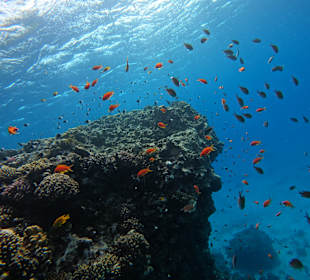 Schnorcheln Hurghada