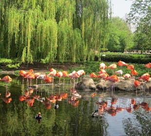 Flamingos