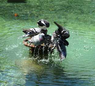 Tauben an der Fontaine im Garten des Pavillon
