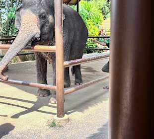 Elefant 