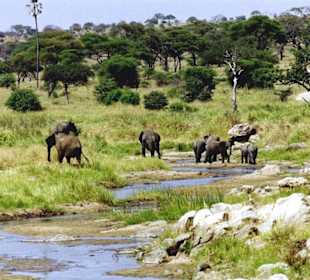 Tarangire Nationalpark
