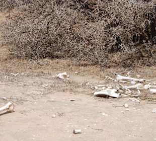 Die Reste einer ordentlichen Mahlzeit