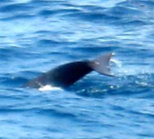 Einladung zum Delphinschwimmen