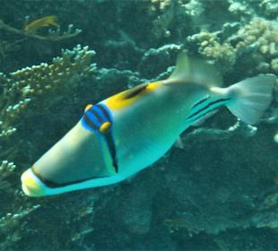 Schnorcheln Hurghada