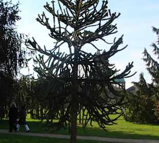 Araukarie im Botanischen Garten