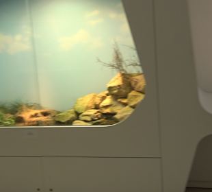 Staatliches Naturkunde Museum