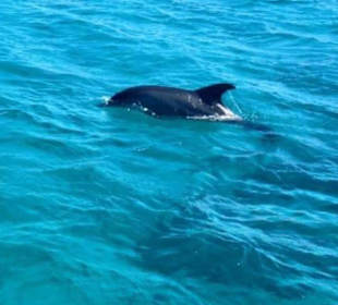 Heute wurden wir von Delfinen begrüßt. Insel