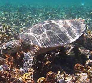 Schnorcheln am Hausriff