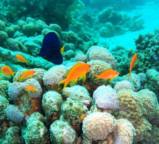 Blau mit gelben Schwanz