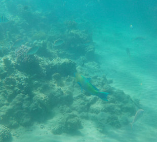 Schnorcheln Hurghada