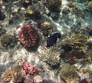 Schnorcheln Marsa Alam