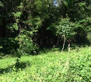 Eduard Lucas Musterobstgarten Mähringen