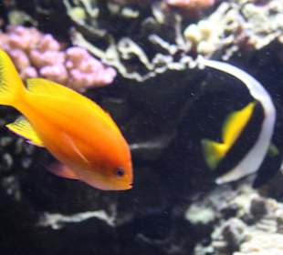 Monterey Bay Aquarium 