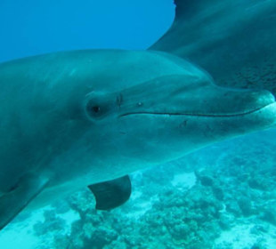 Delfinschnorcheln mit den Dolphin Dancers, 2012